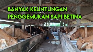 Download lagu Penggemukan sapi betina mulai menjadi pilihan mp3
