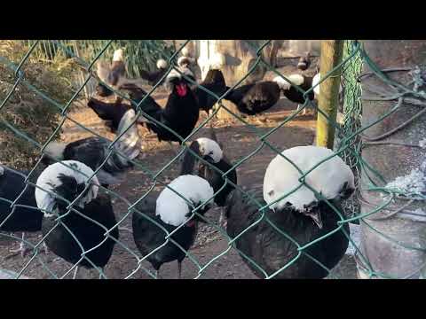 ROSNIČKA 2022 - Trailer verze SLEPIČKA!