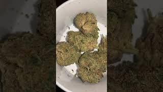 Quiet on Set! cresco Directors cut “premium” Pennsylvania Medical marijuana : humidified & examined.