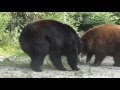 Ted And Honey Having A Bear Chat