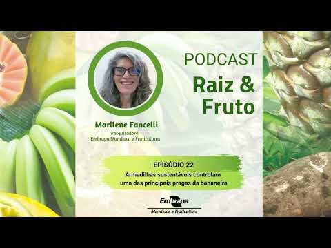 Podcast Raiz & Fruto-Ep. 22-Armadilhas sustentáveis ajudam a controlar importante praga da bananeira