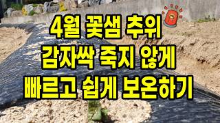 (긴급) 4월 꽃샘 추위 감자싹 죽지 않게 빠르고 쉽게 보온하는 방법