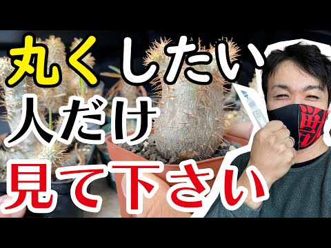 キリストのとげ 植物