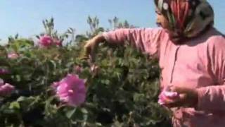 How we Grow our Organic Wild Roses