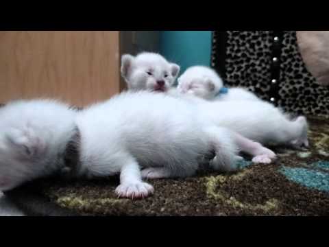 Fluffy and crawling week old Siamese Kittens from Sacred Siamese.