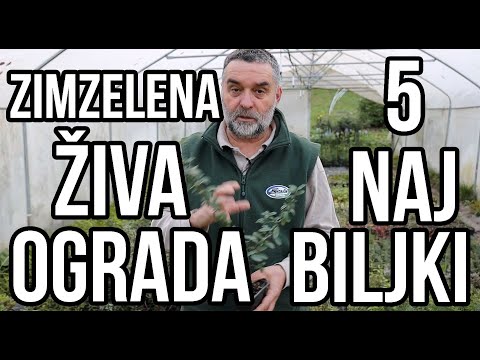 Zimzelena živa ograda - 5 naj biljki