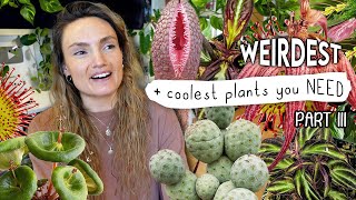 CRAZIEST Amazing Plants Right Now 🌿 Top Weird Houseplants Part III