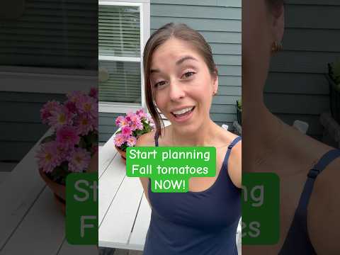 Check out my tomato survival guide in bio and don’t forget to order your fall tomato seeds now!