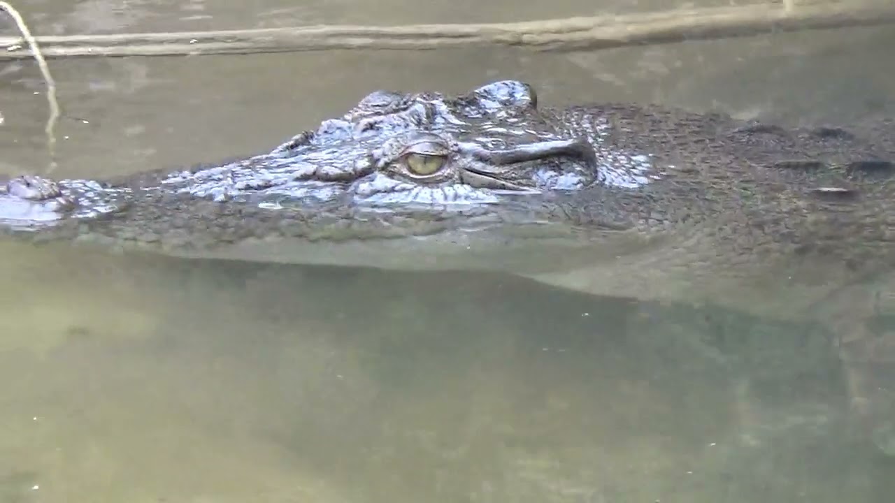 A Croc, but as I've noticed over 10 years....rare