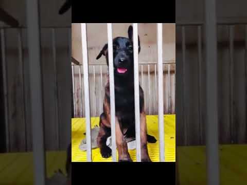 Manlinois Nhập Pháp Hàng Đẳng Cấp Cho Anh Em Đam Mê #traicho #manliness #traicho