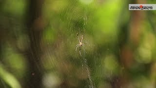 লাউয়াছড়া জাতীয় উদ্যান