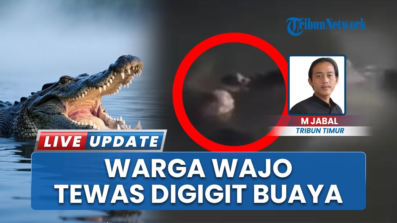 Video Detik- detik  pria di wajo tewas diterkam buaya saat mandi disungai bersama anaknya