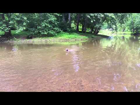 Weimaraner Maera swimming and water retrieving.