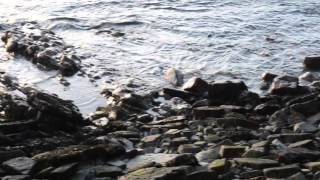 Orkney,Burwick,seals