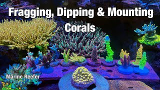 Fragging, Dipping and Mounting SPS Corals