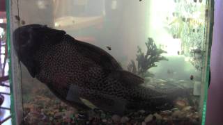 my HUGE 13 year old plecostomus fish!