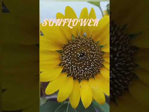 #sunflower#zinnia#flower#plants#youtube#shorts#trending#