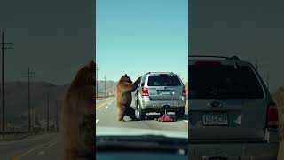 Giant Bear Tries to STEAL FOOD on Car on Highway!