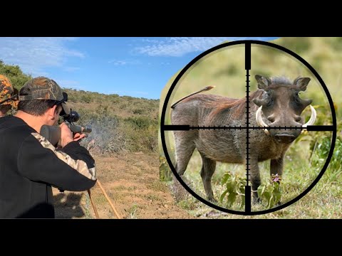 Where Are Warthogs Found In South Africa?