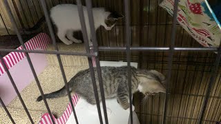 保護猫のご紹介