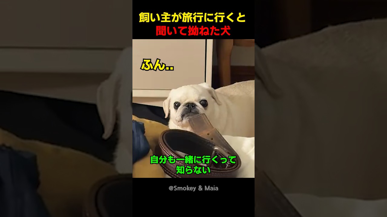 飼い主が旅行に行くと聞いて拗ねた犬