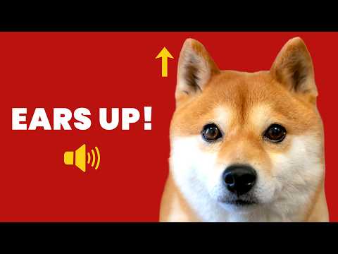 10 Sounds That Make Dogs Perk Up Their Ears 🐶