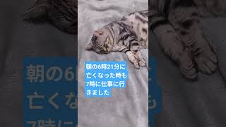 #ねこが亡くなる事#cat#ねこのいる暮らし