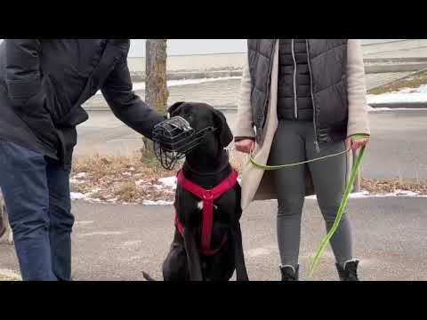 Aggressiver Hund? Vorher / Nachher