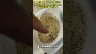 Como matar e impedir as larvas do Aedes aegypti
