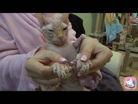 How to trim your cat's claws: invaluable experience of funny Sphynx cat Casper
