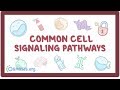 Common cell signaling pathway