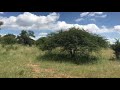 Breathtaking 811 Ha Game Farm In Potgietersrus Area