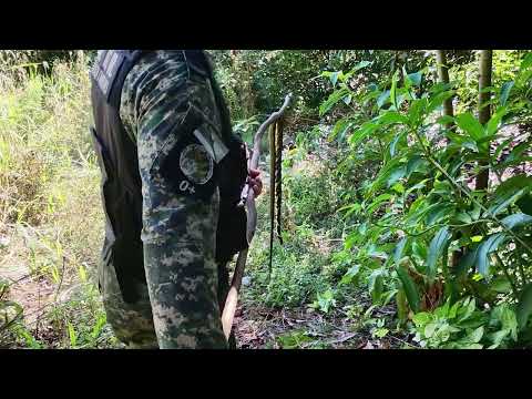 RESCATARON UNA SERPIENTE DEL PATIO DE UNA VIVIENDA DE COLONIA ROCA | Misiones Cuatro
