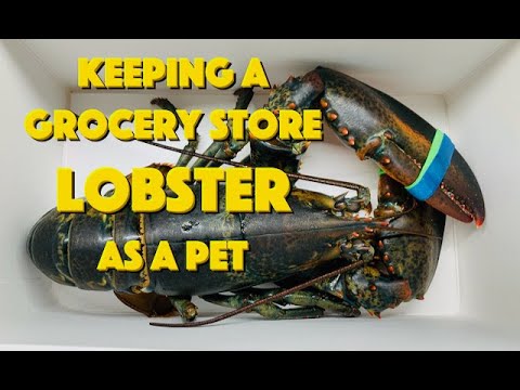 Someone Rescued A Lobster From A Grocery Store And Raised It As A Pet In A Saltwater Aquarium  &mdash; What Happened Next Was Extraordinary