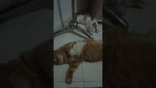 Download lagu kucingku tepar abis makan, #fypシ゚viral #cat #pecintameong147 #pecintakucinglucu #kucing #kucinggemoy mp3