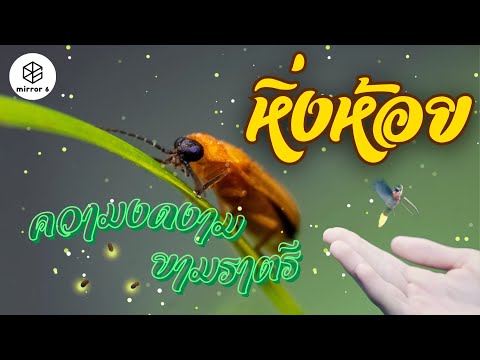 คลิกเพื่อดูคลิปวิดีโอ