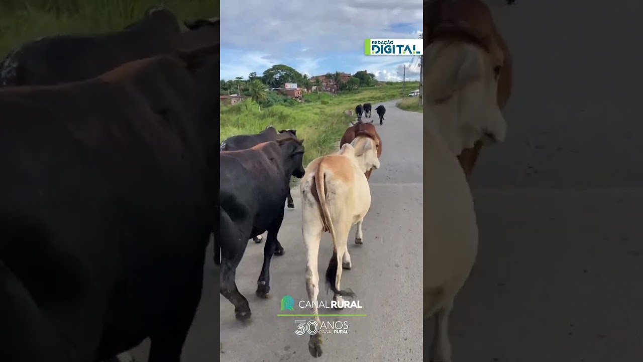 Jovem caminha cercada por vaquinhas dóceis em Itabuna