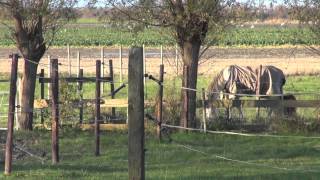 Animal and human emotions - the language of the truth