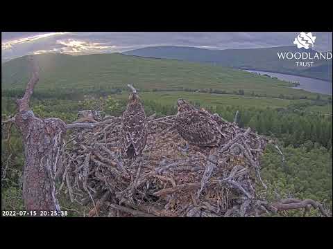 In a flap: Loch Arkaig Osprey chicks exercising their wings ready for fledging 15 Jul 2022