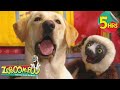 5 Hours Of Zoboomafoo Buddies Movies For Kids