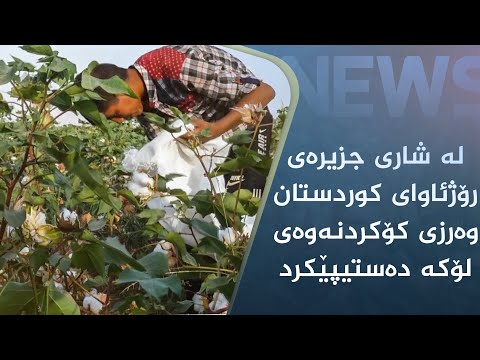 بەڤیدیۆ.. لە شاری جزیرەی رۆژئاوای کوردستان وەرزی کۆکردنەوەی لۆکە دەستی پێ کرد