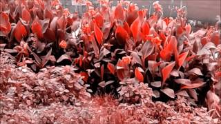 Carguen, apunten, FUEGO. Poesia para Joaquin Sabina (Alex Romero)