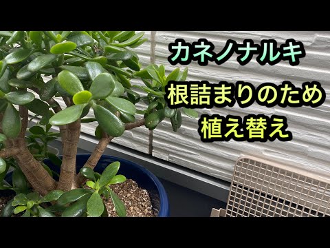 金のなる木を盆栽として育てる: これが仕組みです 植物