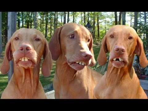 YouTube video about: Who let the dogs out?