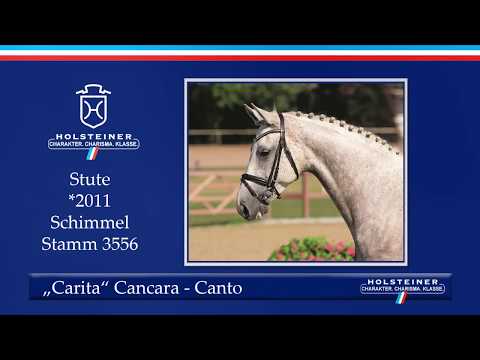 Holsteiner Sommerauktion | Nr. 3 - Carita v. Cancara - Canto