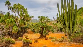 Rare Cacti & Desert Plants of Koko Crater Botanical Garden | 4K HDR Cinematic Nature + Calm Music