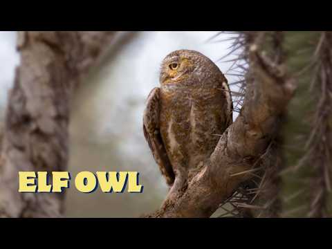 Sova elf — Elf Owl