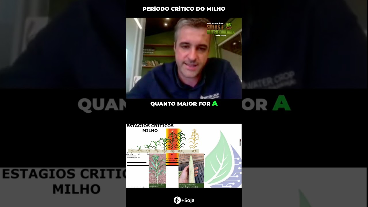 Qual o período crítico do milho?