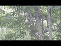 plums - fine madeline (slowed/reverbed)