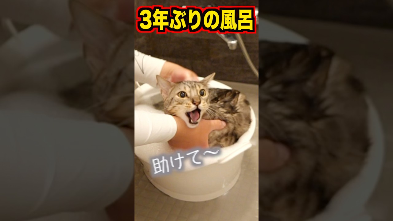 3年ぶりに風呂に入れたらルト大暴走　#ベンガル #ルトロゼ #猫